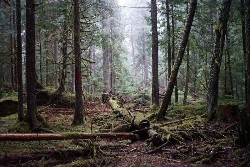 A Pacific Northwest conifer forest